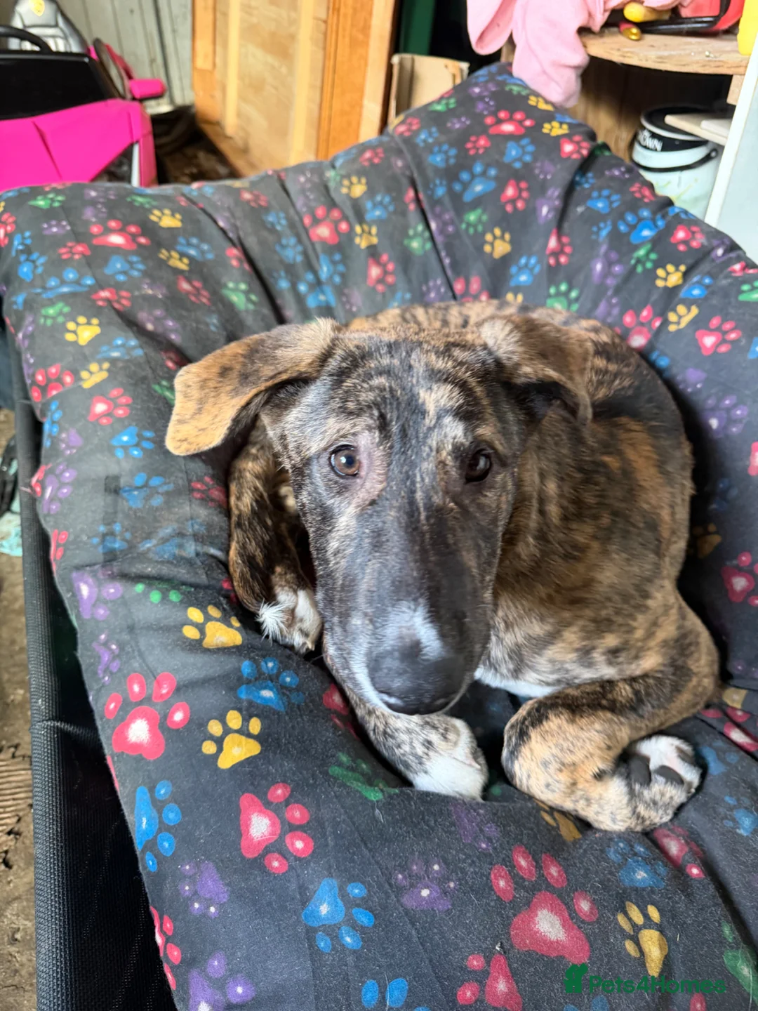 Mixed Breed dogs for sale: Nova  in Derby - Advert 2