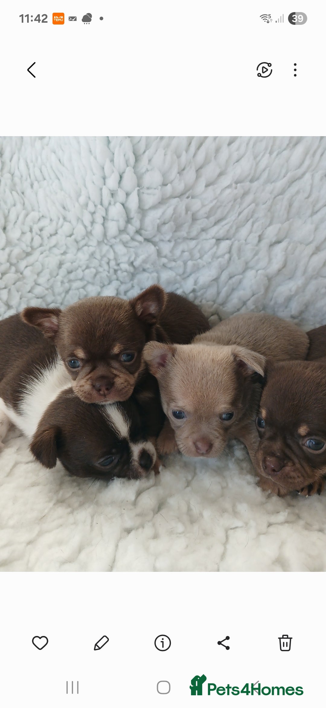 Chihuahua dogs for sale: STUNNING SMOOTH COAT CHIHUAHUAS - Advert 5