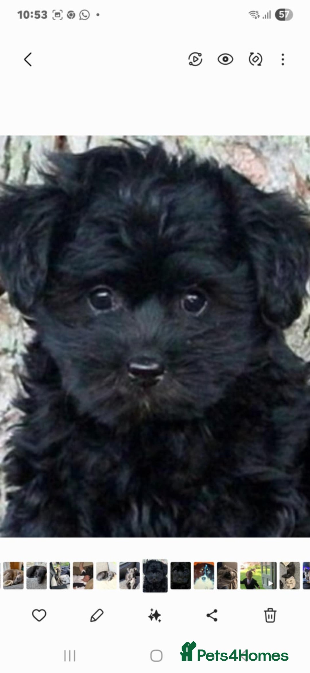 Mixed Breed dogs for sale: Yorkipoo Puppies - Image 2