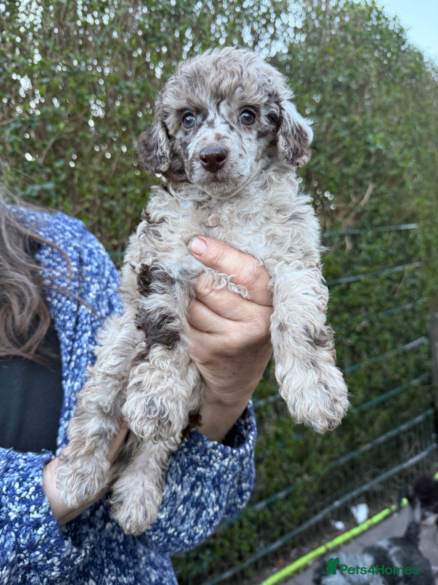 Toy Poodle dogs Toy poodle pups! - Advert 18