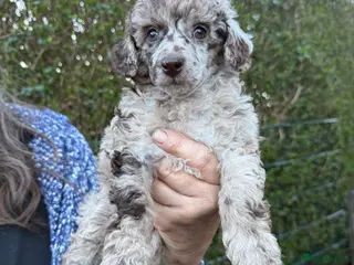 Toy Poodle dogs Toy poodle pups! - Advert 18