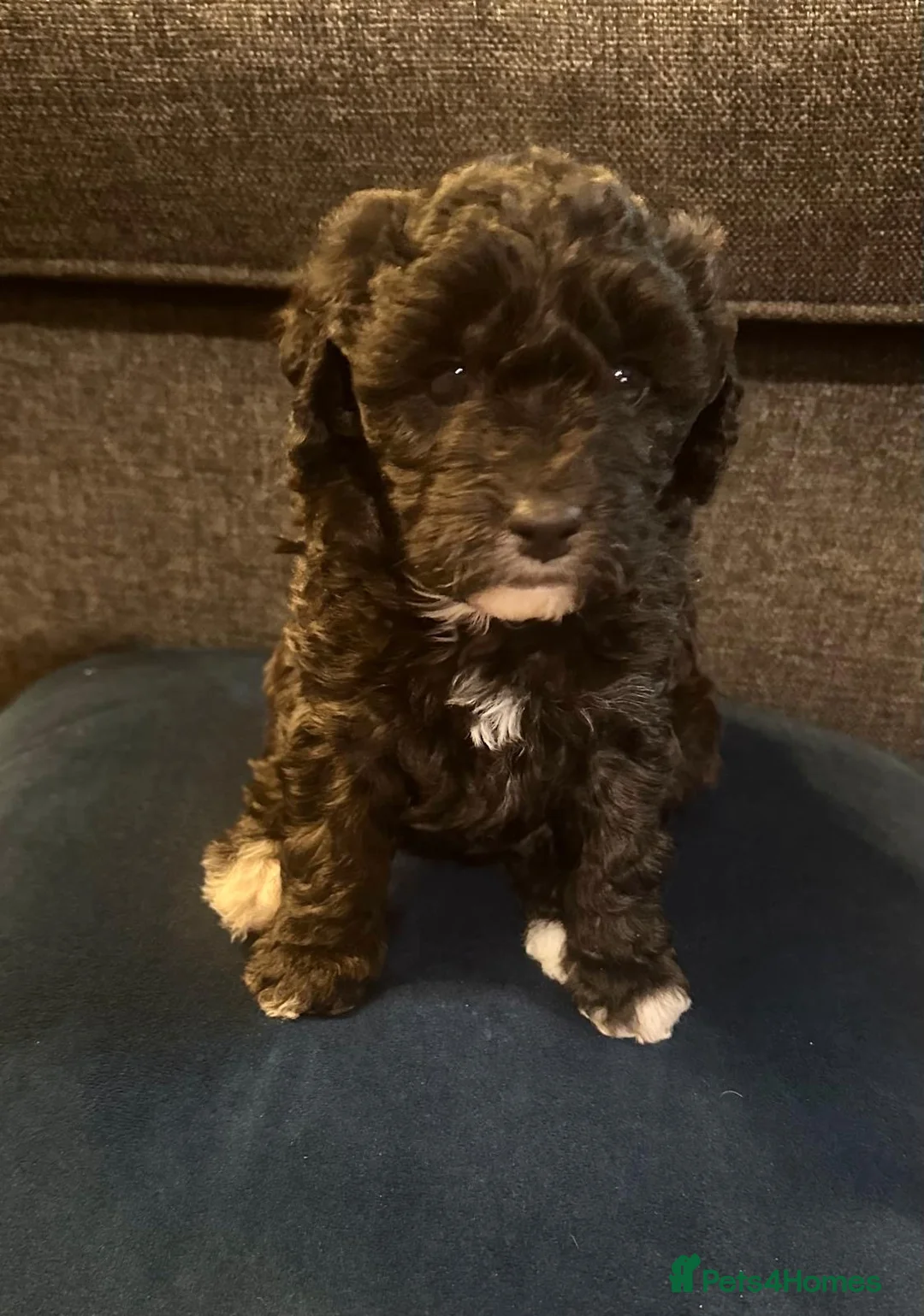 Miniature Poodle dogs for sale: Gorgeous pure bred miniature poodles - Advert 27