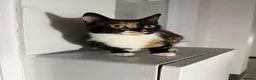 Domestic Shorthair cats for sale: Candy - female cat - Advert 4