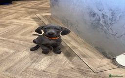 Weimaraner dogs for sale: 🐾 KC Weimaraners, ready now 🐾  - Advert 28