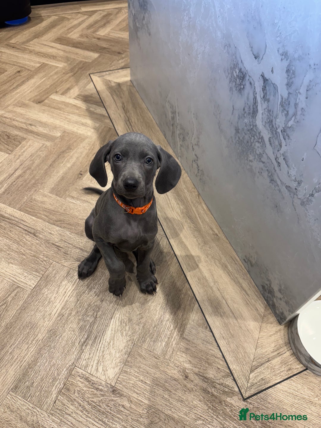 Weimaraner dogs for sale: 🐾 KC Weimaraners, ready now 🐾  - Advert 28