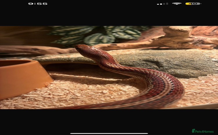 Corn Snake reptiles - Advert 14