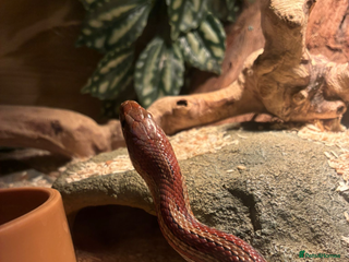 Corn Snake reptiles - Advert 10