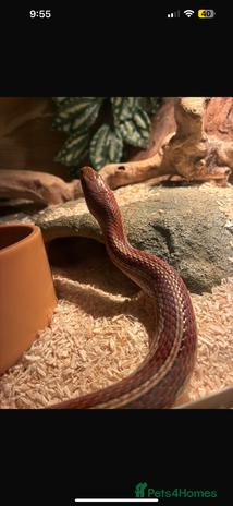 Corn Snake reptiles - Advert 1