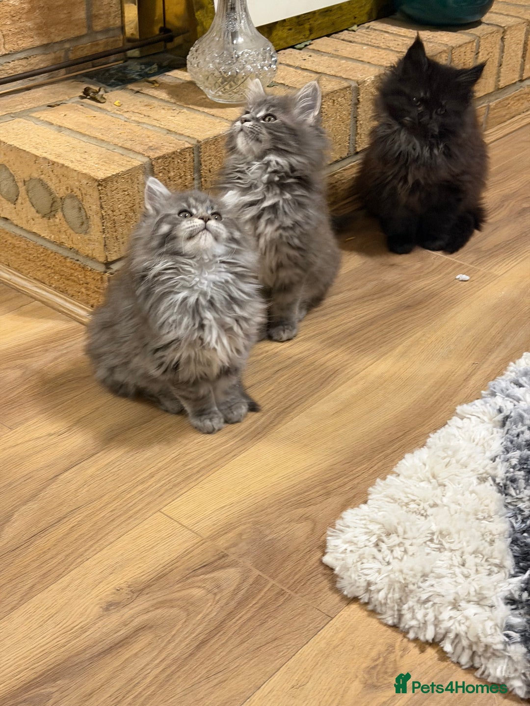 Maine Coon cats for sale: Maine Coon - Advert 6