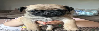 Pug Puppy 2