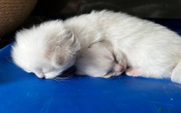 Ragdoll cats for sale: Ready Now GCCF Ragdoll Kittens Irresistibly Cuddly - Image 12