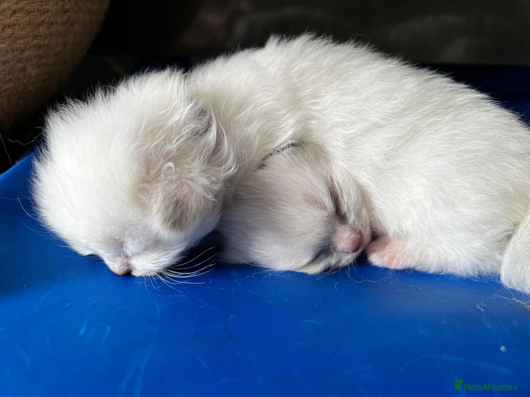 Ragdoll cats for sale: Ready Now GCCF Ragdoll Kittens Irresistibly Cuddly - Image 12