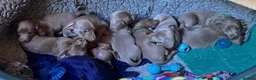 Miniature Dachshund dogs for sale: Isabella/Tan KC Registered Miniature Dachshunds,  - Advert 15