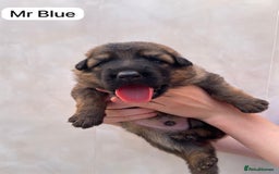 German Shepherd dogs for sale: Stunning blue and sable GSD puppies - Image 4