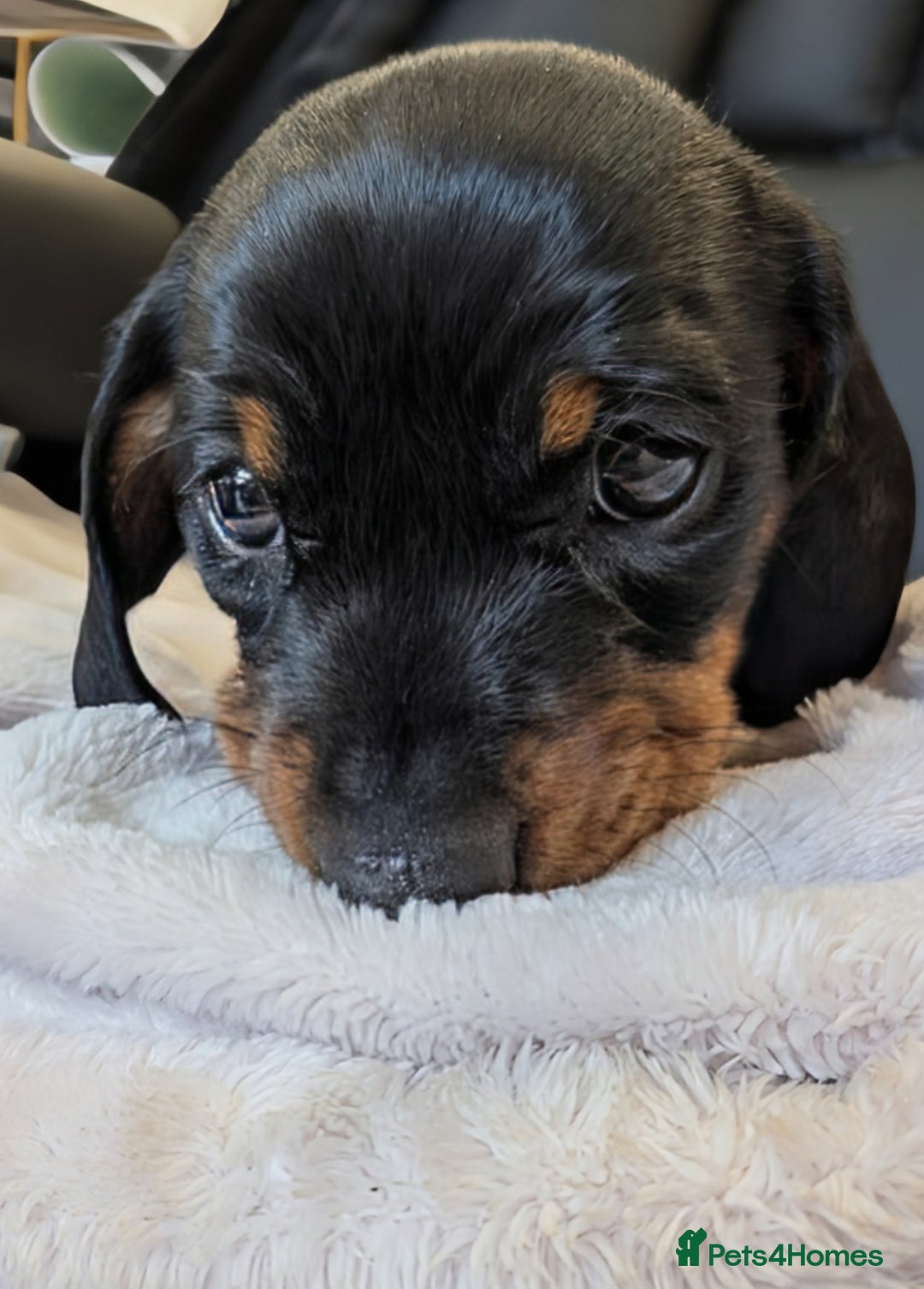 Miniature Dachshund dogs for sale: STUNNING SMOOTH SHORT HAIR MINIATURE DACHSHUND 💞 - Advert 2