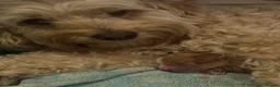 Mixed Breed dogs for sale: Beautiful Cavattoodles – Family Raised Puppies in Harlow - Advert 5