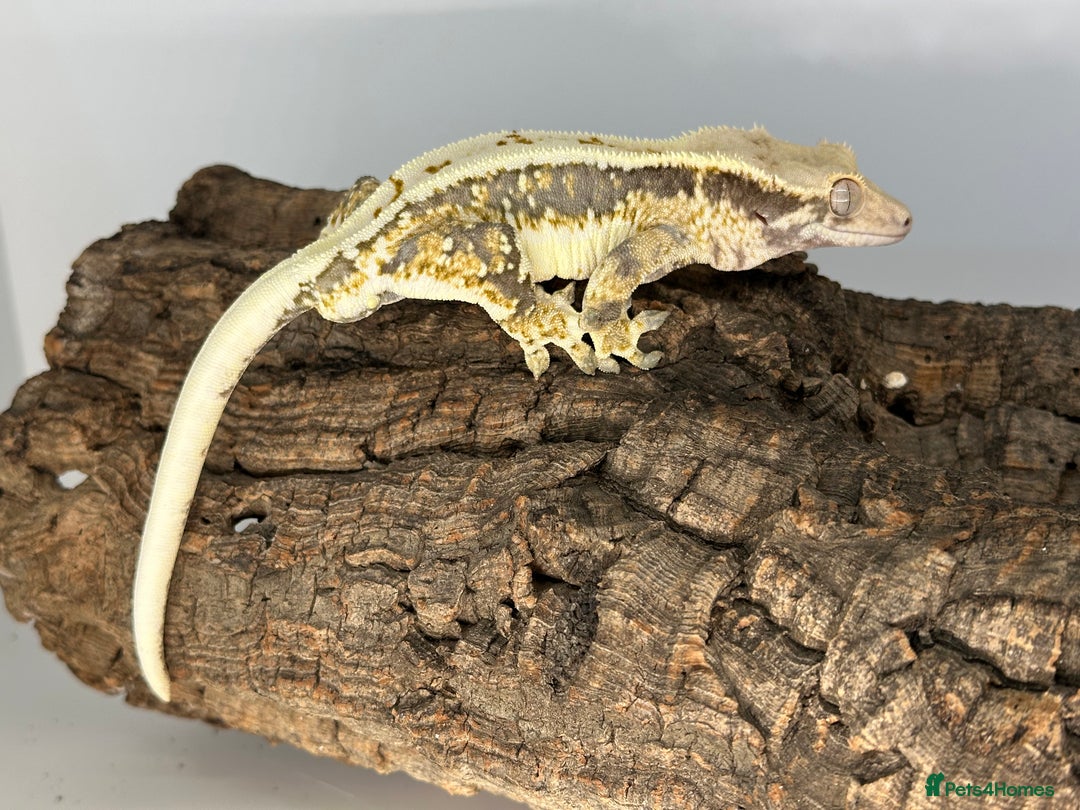 Gecko reptiles for sale: Adult Lilly white crested geckos cb24  - Advert 7