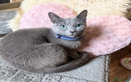 Russian Blue cats for sale: RB kittens Pedigree London  - Image 16