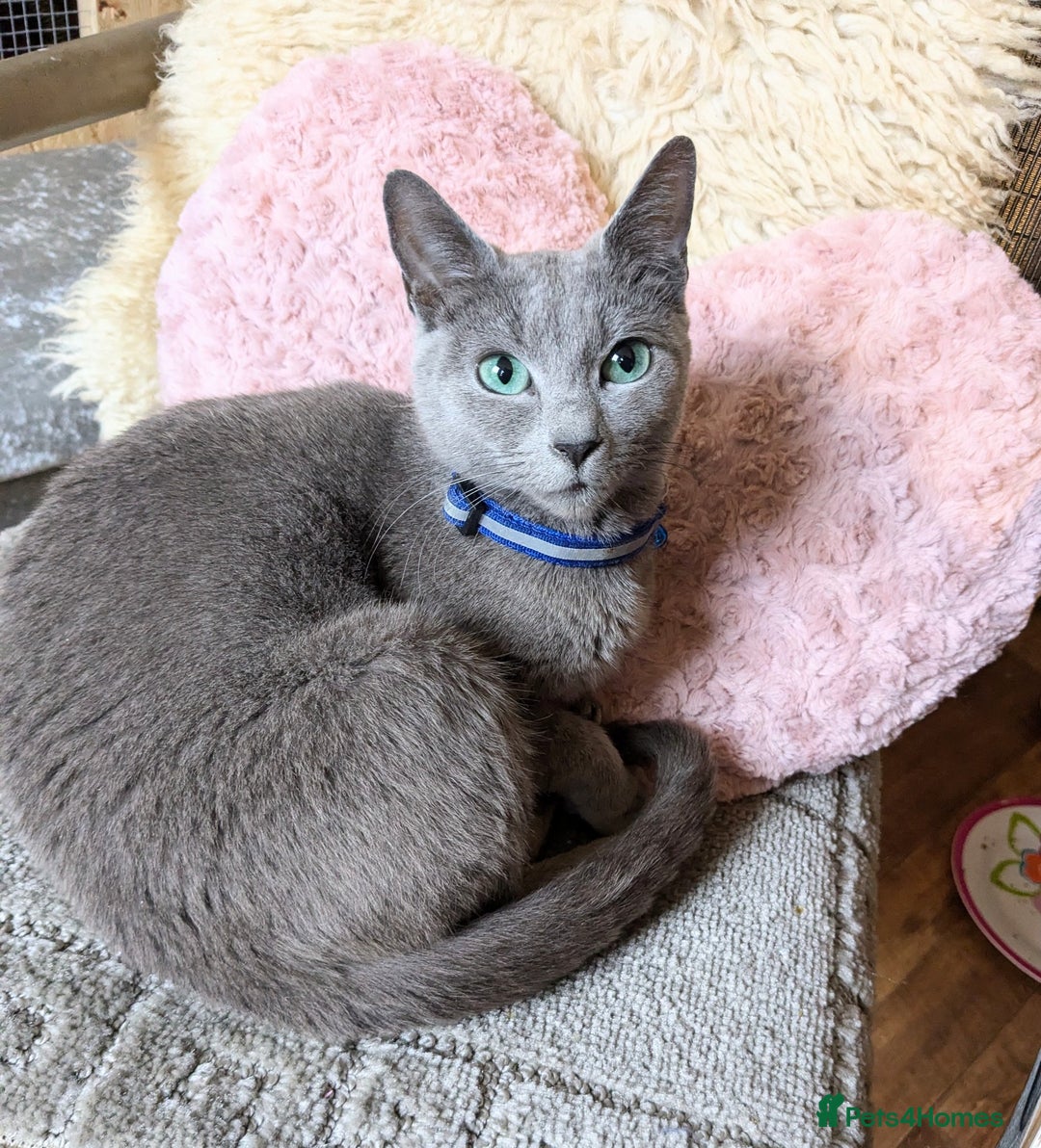 Russian Blue cats for sale: RB kittens Pedigree London  - Image 16