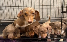 Miniature Dachshund dogs for sale: KC Reg Miniature Dachshund Puppies  - Image 2