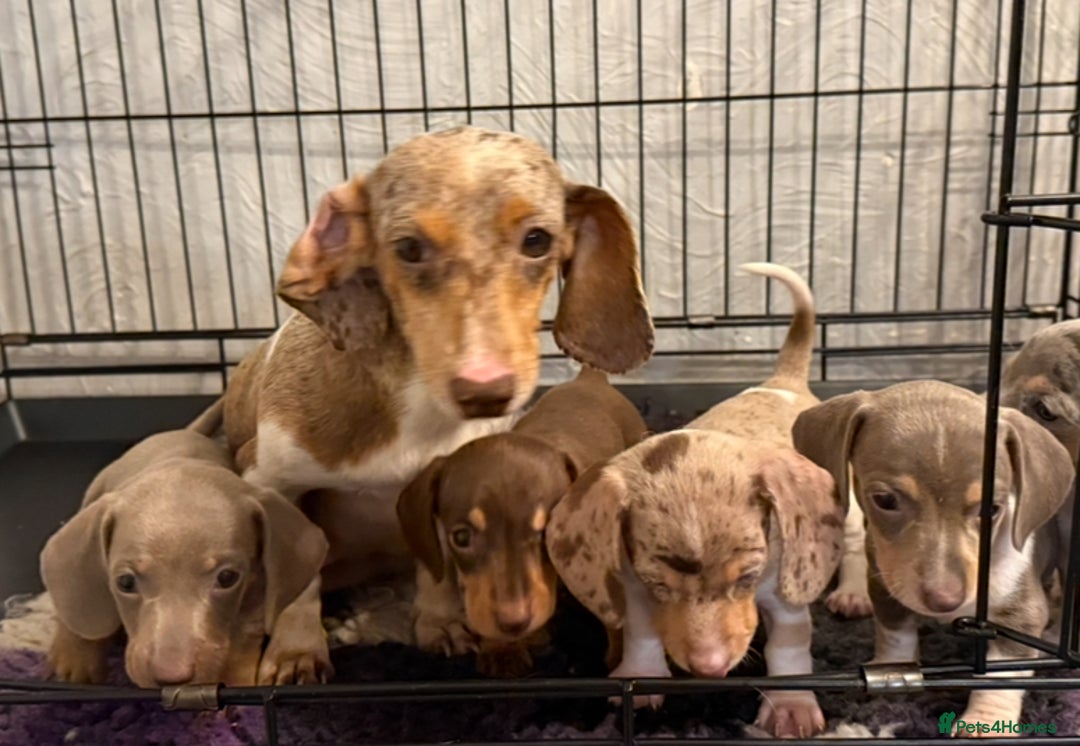 Miniature Dachshund dogs for sale: KC Reg Miniature Dachshund Puppies  - Image 2