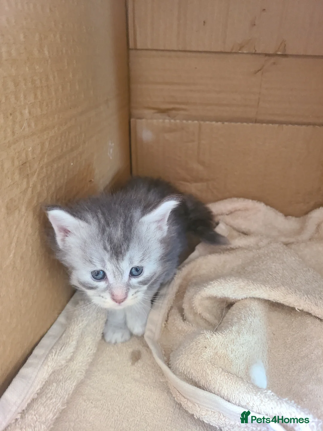 Maine Coon cats for sale: 7 adorable pedigree maine coon kittens - Advert 15