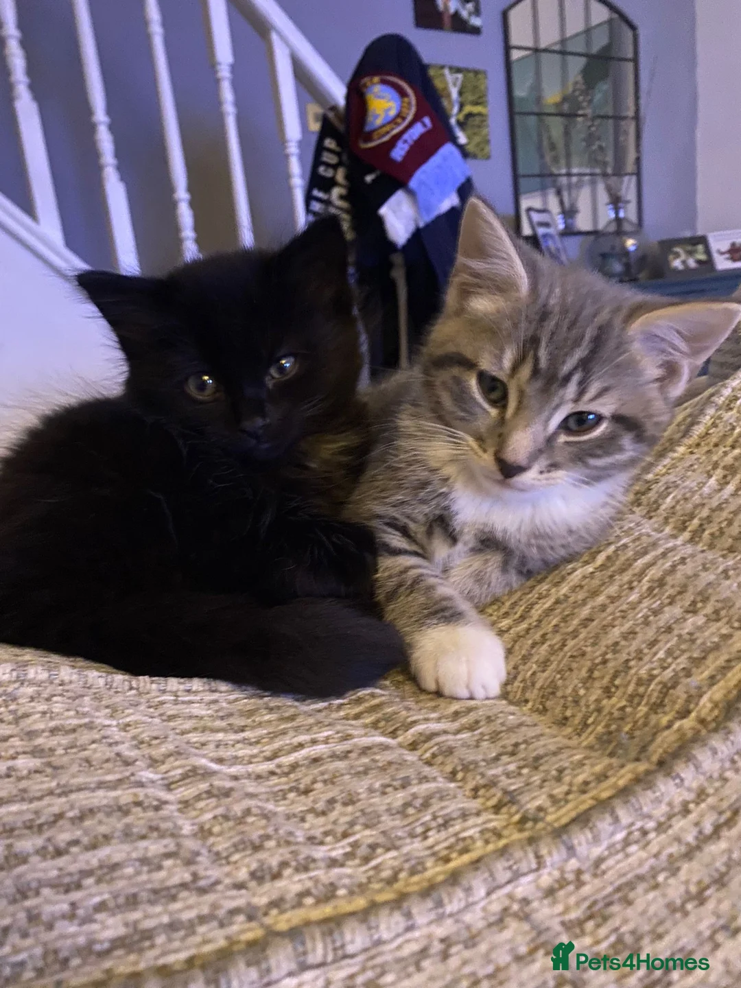 Mixed Breed cats for sale: 10 week old Male and female kittens  - Advert 5