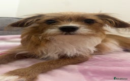 Jackapoo dogs for sale: Cavapoo x jack Russell puppies  - Image 15