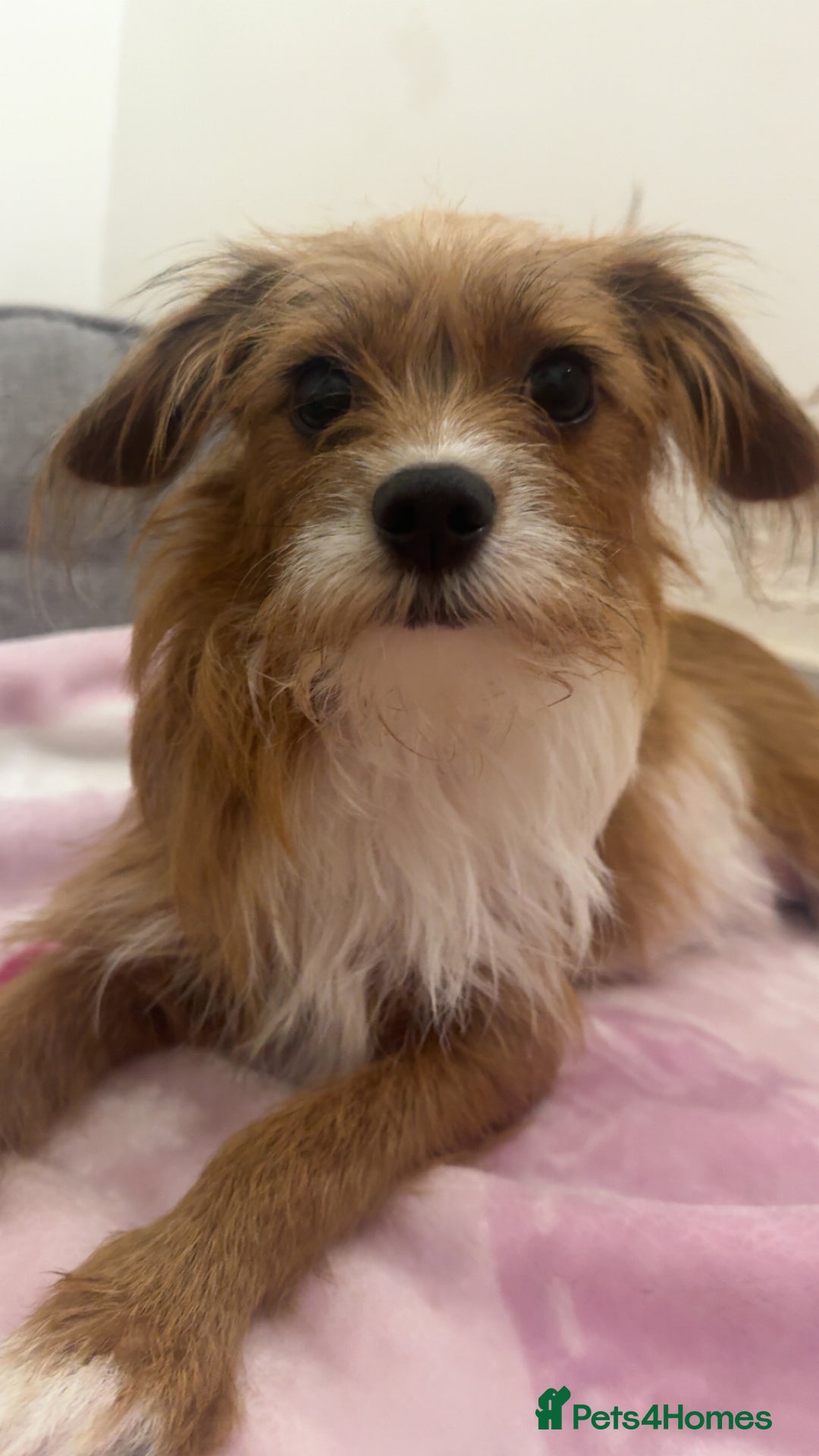 Jackapoo dogs for sale: Cavapoo x jack Russell puppies  - Image 15