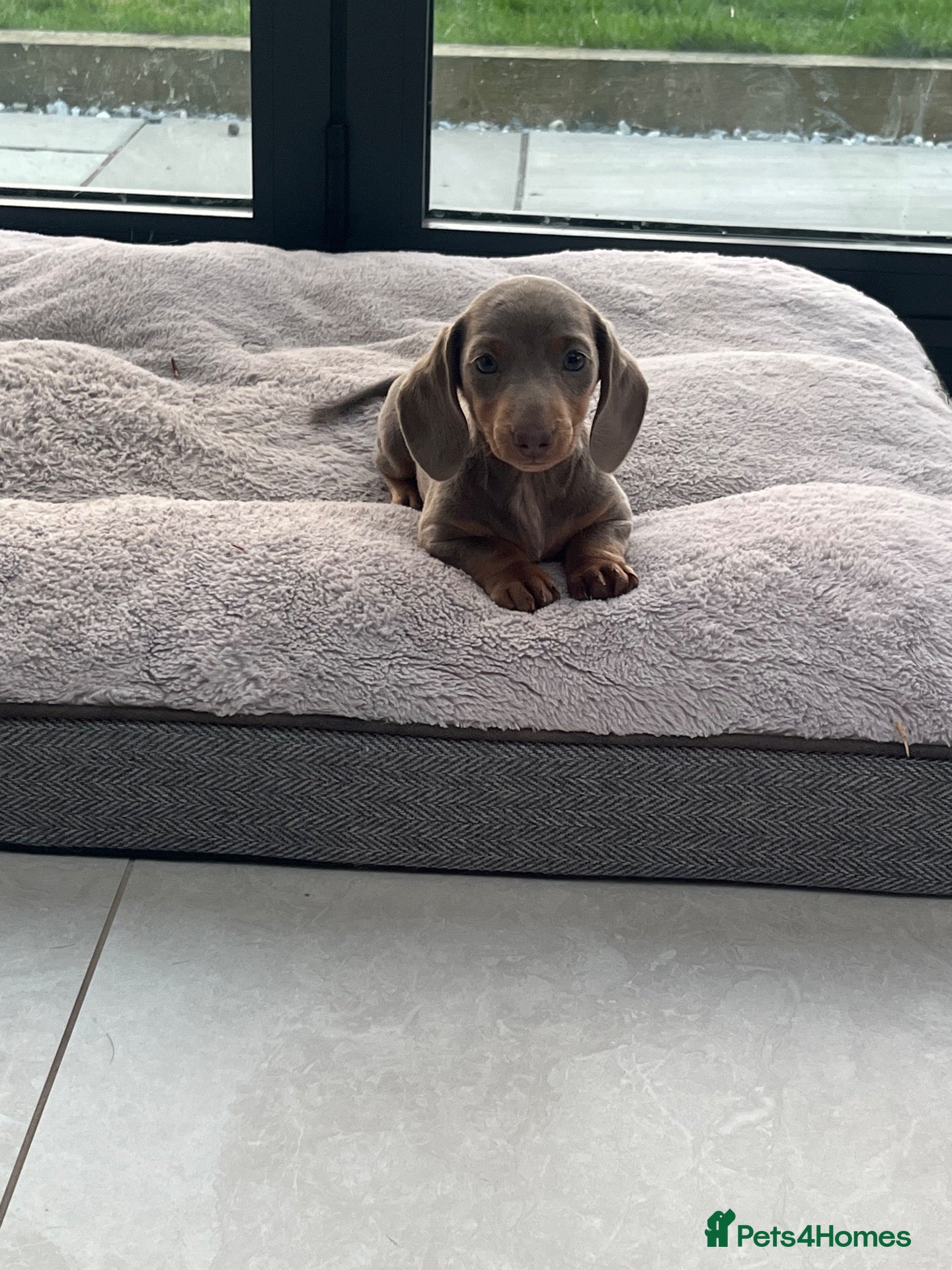 Miniature Dachshund dogs 🐶REDUCED PRICE🐶 Isabella & tan girl Available  - Advert 1