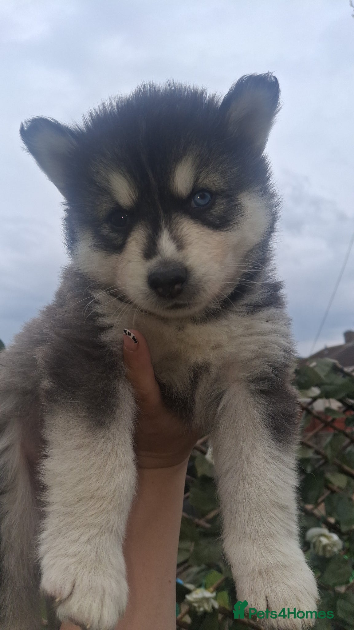 Pomsky dogs FOUR beautiful pomsky pups ready to leave nextweek - Advert 16