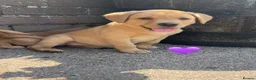 Labrador Retriever dogs for sale: Stunning Fox Red & Golden Labrador Puppies - Advert 9