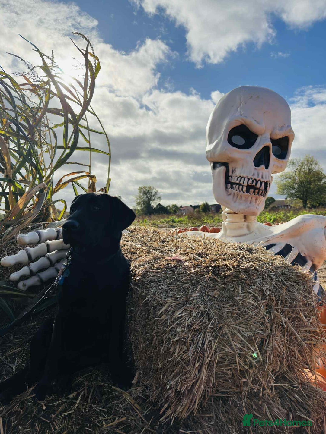 Labrador Retriever dogs for sale: Beautiful 7 month old Labrador  - Advert 5