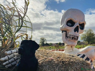 Labrador Retriever dogs Beautiful 7 month old Labrador - Advert 18