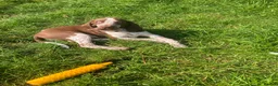 Bracco Italiano dogs for sale: Wonderful litter  - Advert 11
