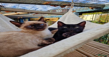 Mixed Breed cats - Advert 7