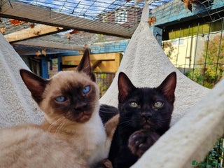 Mixed Breed cats - Advert 3