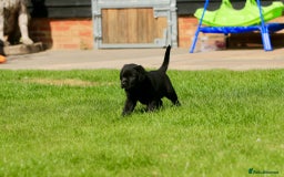 Labrador Retriever dogs for sale: Stunning litter of 6 Labrador Puppies  - Image 4