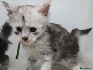 Maine Coon cats Maine Coon Kittens Silver Imported Shaded Lines - Advert 18