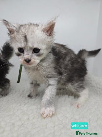 Maine Coon cats Maine Coon Kittens Silver Imported Shaded Lines - Advert 1