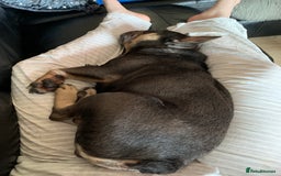 French Bulldog dogs for sale: Finn the frenchie  - Image 2