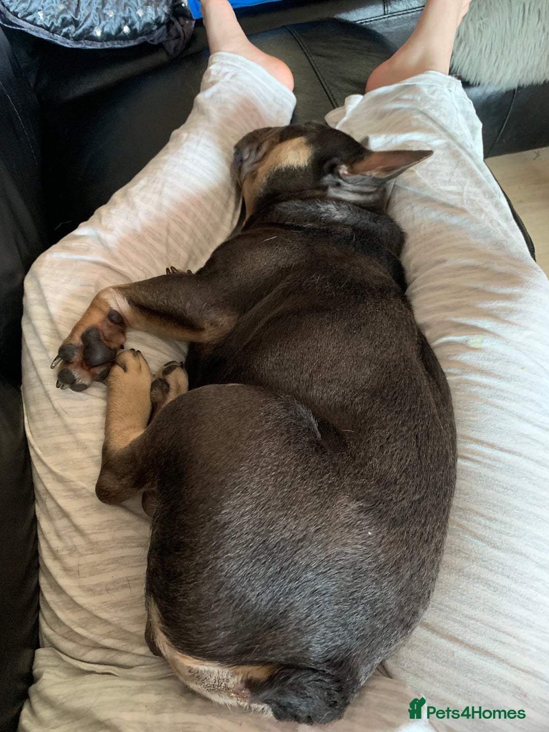 French Bulldog dogs for sale: Finn the frenchie  - Image 2