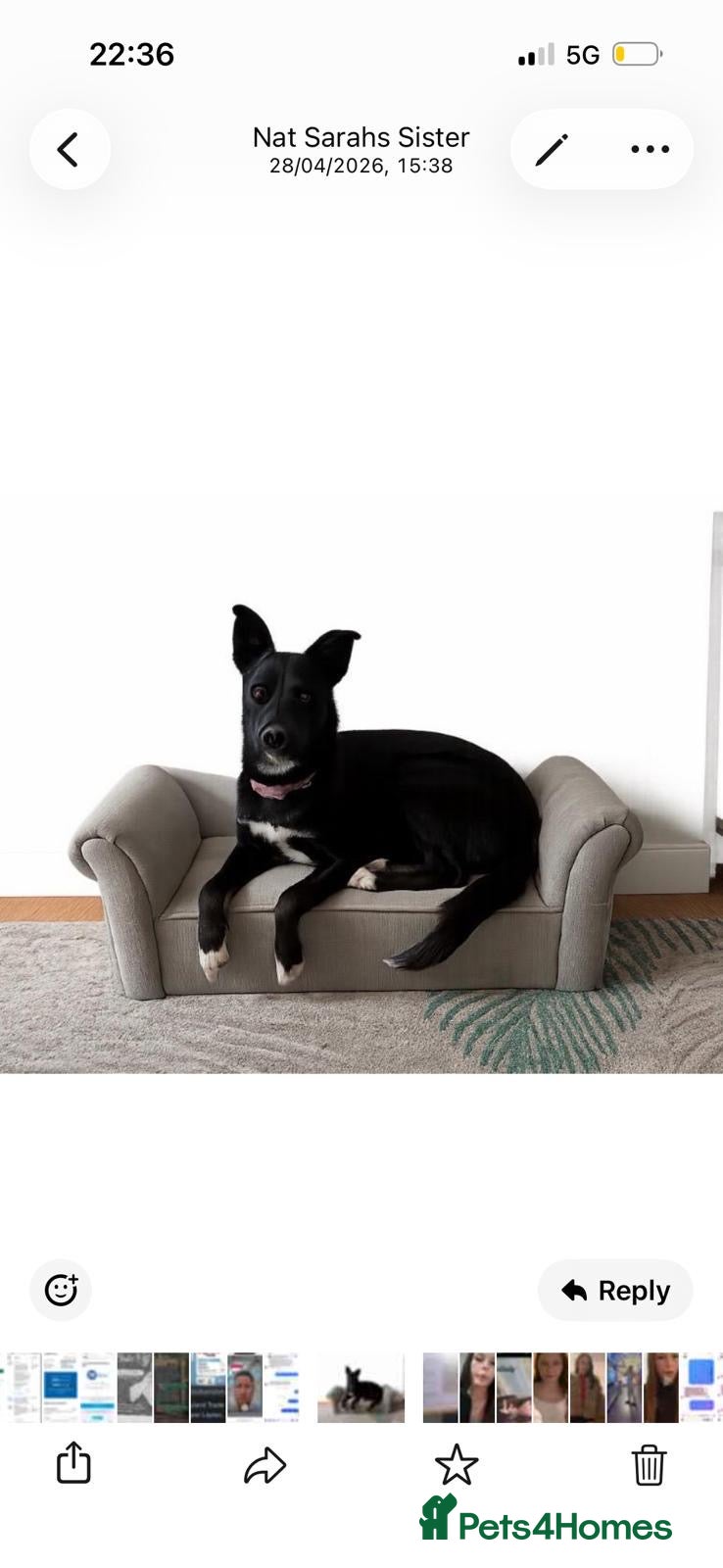 Mixed Breed dogs Bella Beautiful Husky X Whippet - Advert 5