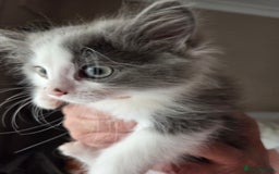 Ragdoll cats for sale: Ragdoll cross Somali kittens  - Image 2