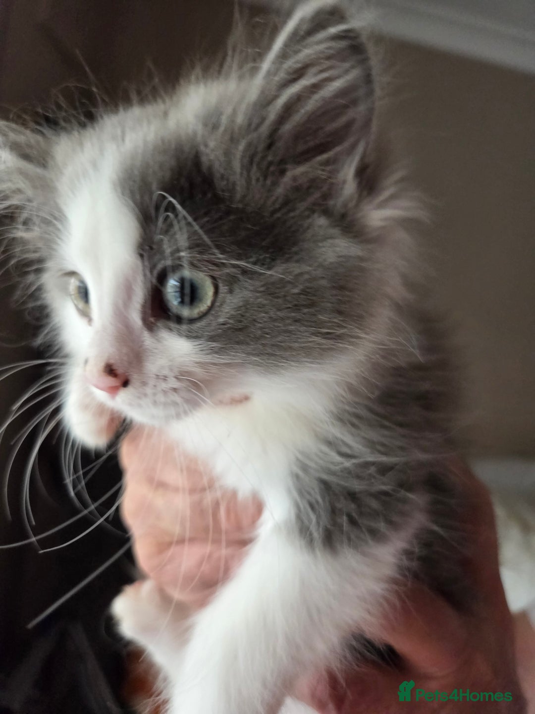 Ragdoll cats for sale: Ragdoll cross Somali kittens  - Image 2