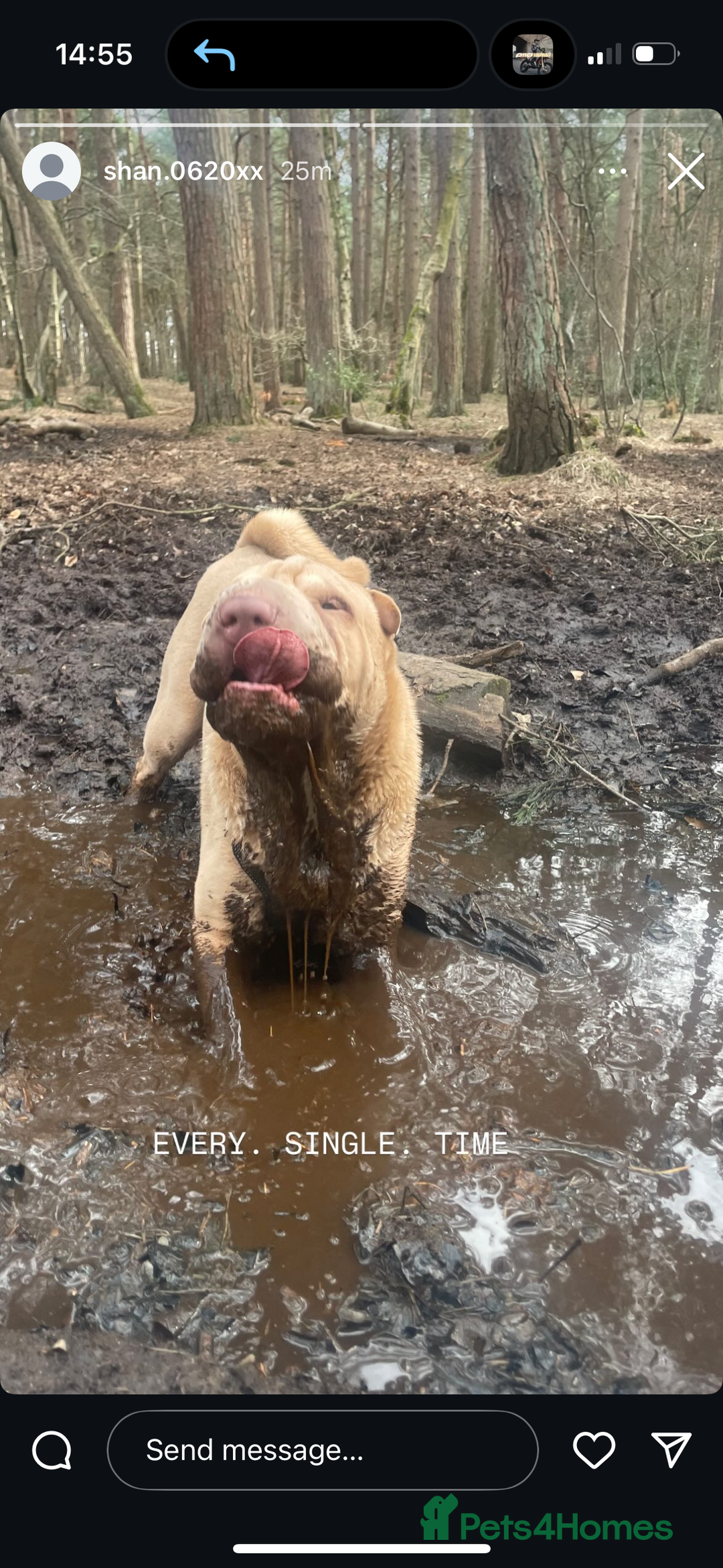 Shar Pei dogs for stud: Mr Bear 🐻 🦍 - Image 2