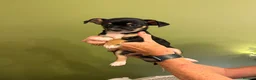 Chihuahua dogs for sale: Adorable chihuahua puppies  in Liverpool - Advert 8