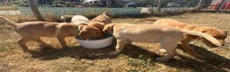 Labrador Retriever dogs for sale: Farm Reared Fox Red & Cream Labradors - Advert 15