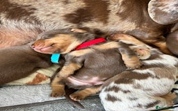Dachshund dogs for sale: REDUCED*1 LEFT!! *BEAUTIFUL Miniature Dachshund's  - Image 21