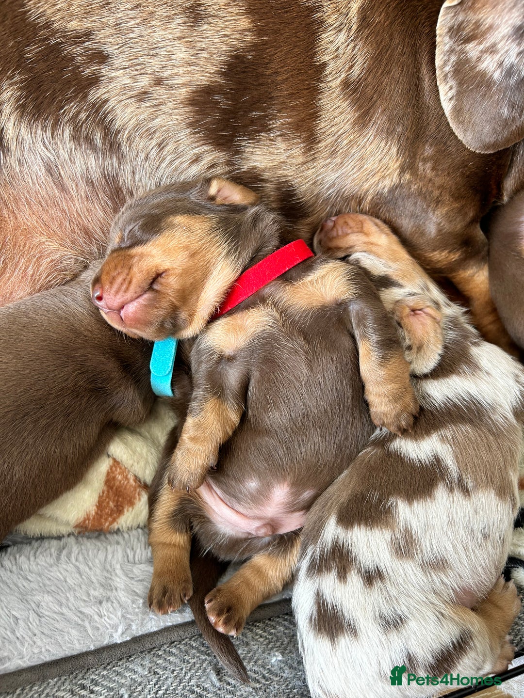 Dachshund dogs for sale: REDUCED*1 LEFT!! *BEAUTIFUL Miniature Dachshund's  - Image 21